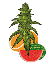 Fruitige Cannabissoorten