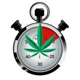 Snel Bloeiende Cannabis Zaden