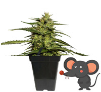 Korte Cannabissoorten