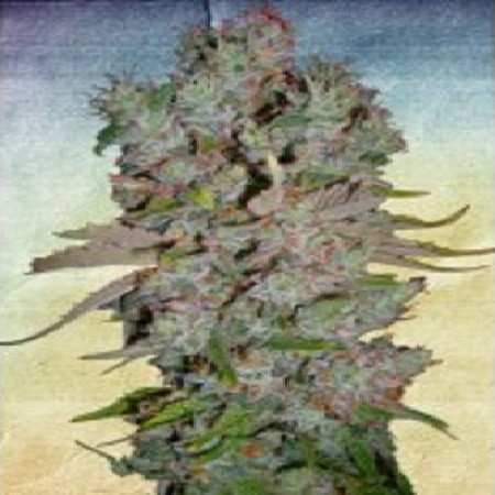 Auto Blueberry Domina