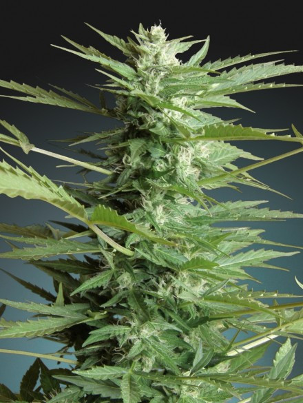 Auto Sweet Dwarf