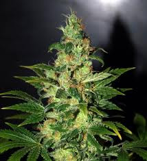 Chronic haze