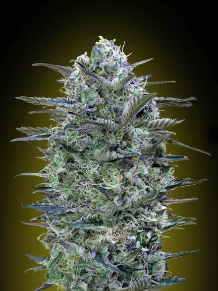 Critical Lemon 