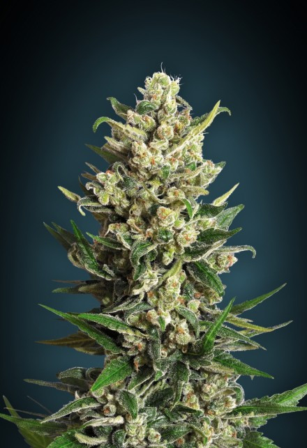 Ice Kush