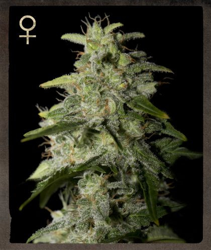 Money Maker Strain Hunters