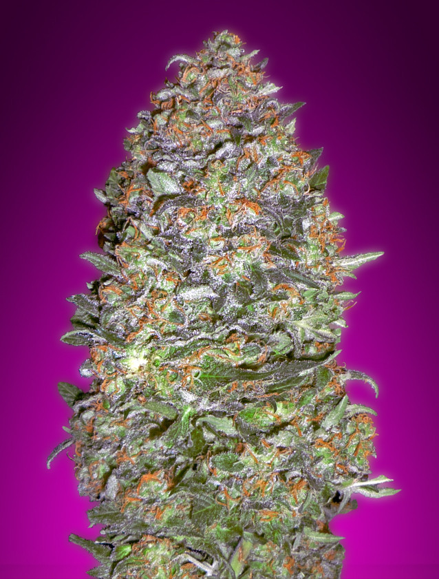 NYC Diesel Auto