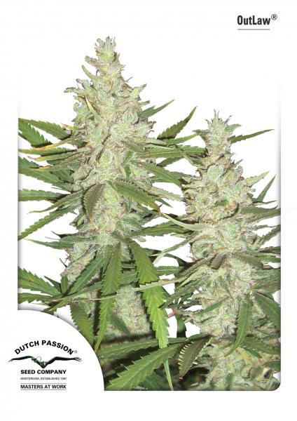 OutLaw Dutch Passion
