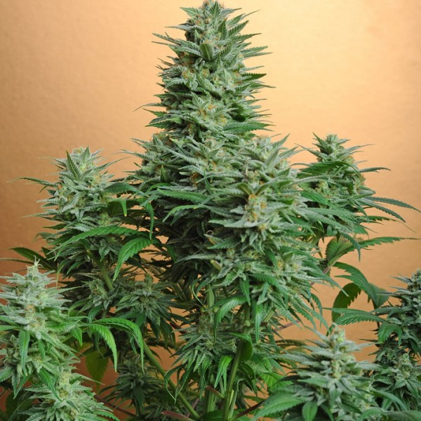 Papaya Nirvana seeds