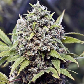 Pure AK Female Seeds