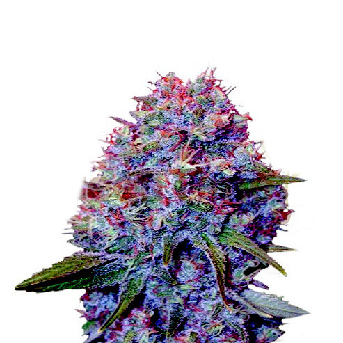 Purple Punch