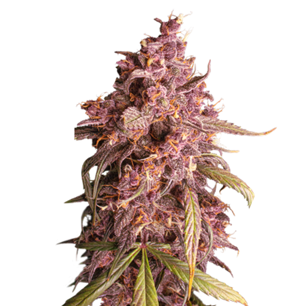 Purple Punch