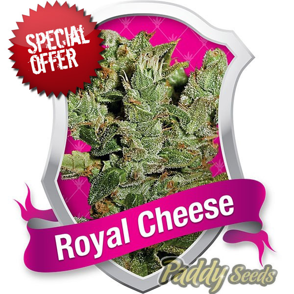 graines de canna pas chere Royal Cheese