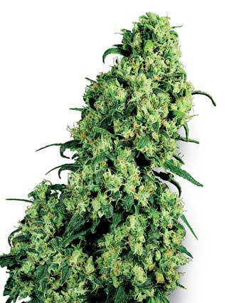Skunk #1 feminised Strain