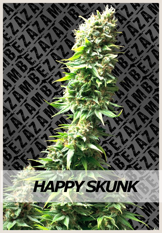 Skunk Strain Review 