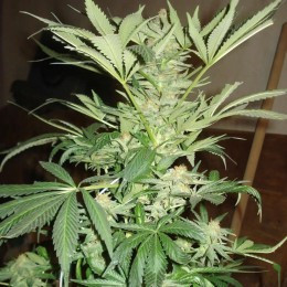 White Rhino Strain