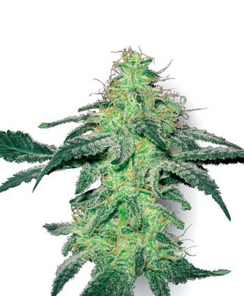 White Skunk White Label