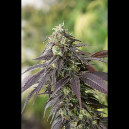 707 Headband