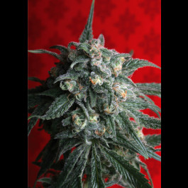 A-train TH Seeds