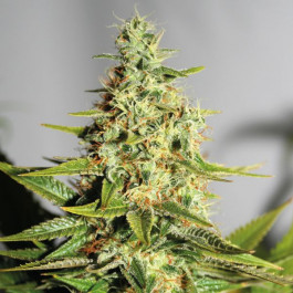cannabis seeds Acapulco Gold Feminised
