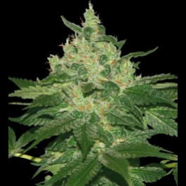 Afghan kush Regular cannabis seeds