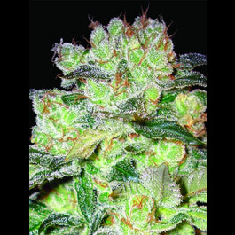 Afghan Kush X White Widow
