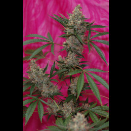 Agent Orange TGA Subcool seeds