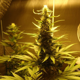AK48