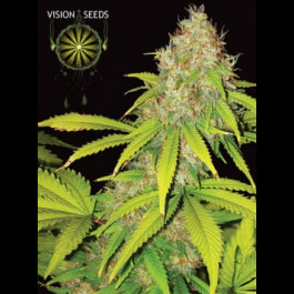 AK-49 Autoflower Seeds