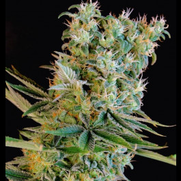 Amnesia Bilbo 