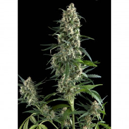 Pyramid seeds Amnesia Gold