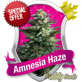 cheap Amnesia Haze