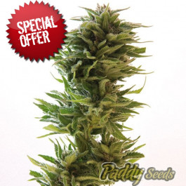  Amnesia Lemon cheap cannabis seeds