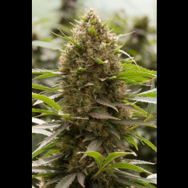 Amnesia x OG Kush