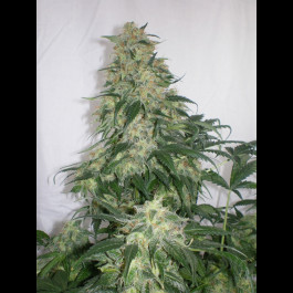 amnesia bulk seeds