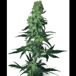 Amnesia White - White Label seeds