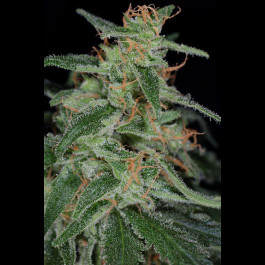 Apollo-13 BX TGA Subcool Seeds