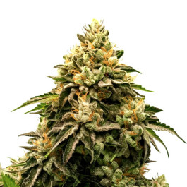 Apple Fritter