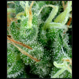 Arjan's Strawberry Haze Feminised
