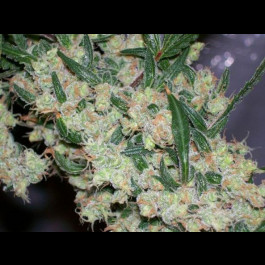 Ash cannabis seeds
