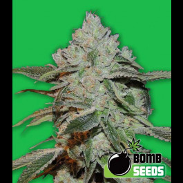 Atomic Bomb seeds