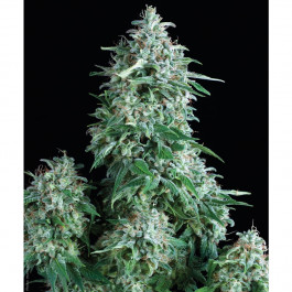 Auto Anubis Pyramid seeds