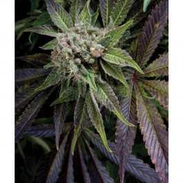 Auto Blue Pyramid Pyramid seeds