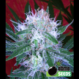 Auto Bomb 