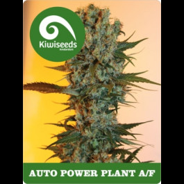 Auto Power Plant