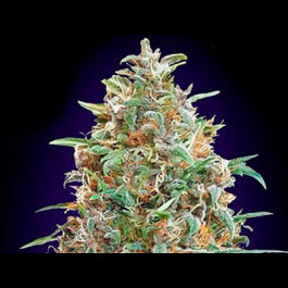 Auto Purple Diesel 
