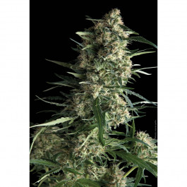 Auto Galaxy pyramid seeds
