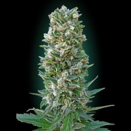 Auto Heavy Bud