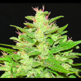 Auto Kush