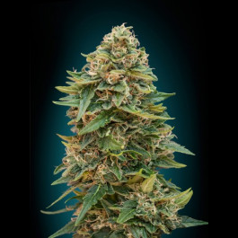 Auto Skunk 47