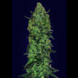 Auto Skunk Mass